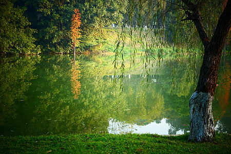 Vrba, jezero, scenérie, Příroda, strom, Les, podzim
