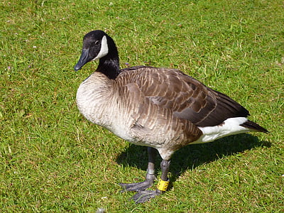 canadian goose, water bird, animal world, nature