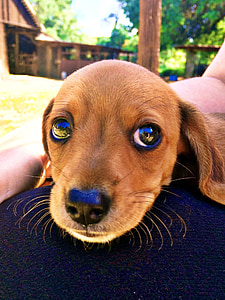 chiot, teckel, grands yeux, animal, Sweet