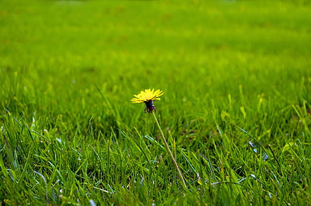 dandelion, dandelions, grass, yellow, green, fluff, nature
