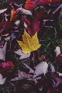 lämnar, hösten bakgrund, hösten, Leaf, faller, säsong, röd