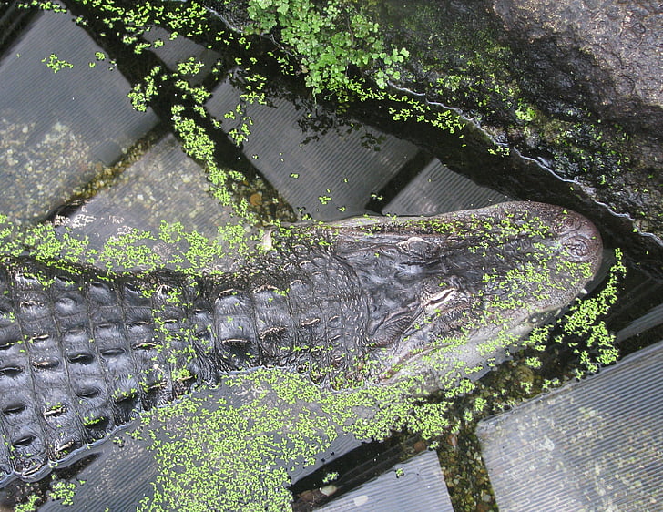 crocodil, apa, verde, nici un popor, Ziua, Moss, plante