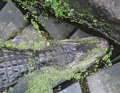 crocodile, water, green, no people, day, moss, plant