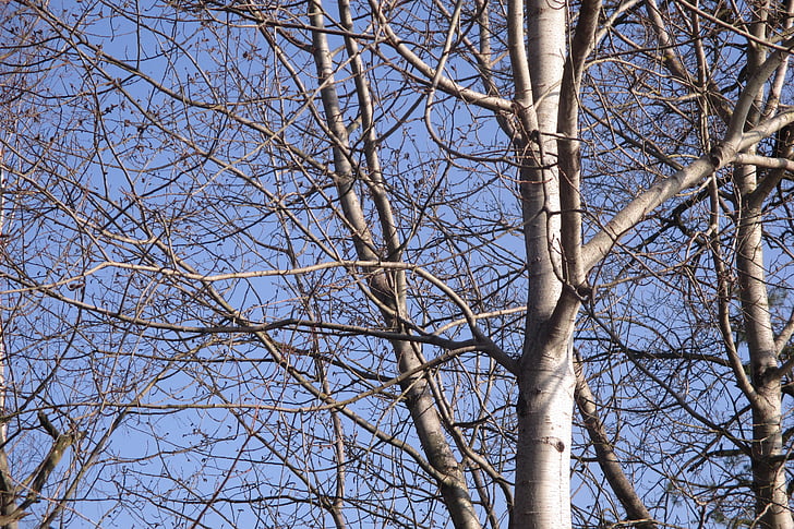 trees, branches, spring