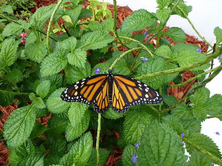 motýl, Monarch, Monarch motýl, oranžová, křídla, barevné, delikátní