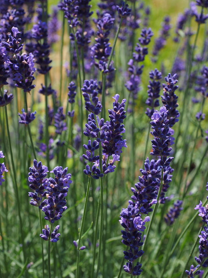 lavender, flowers, flower, purple, violet, plant, blooming lavender