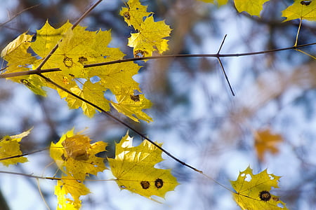 list, grana, jesen, biljka, lišće, Sezona, prirodni