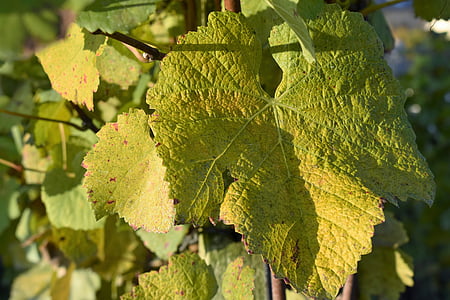 Grapevine, listy, rastlín, vinohradnícka, jeseň, Zelená, Rebstock
