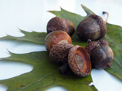 acorns, fruits, brown, autumn, decoration, leaf, oak