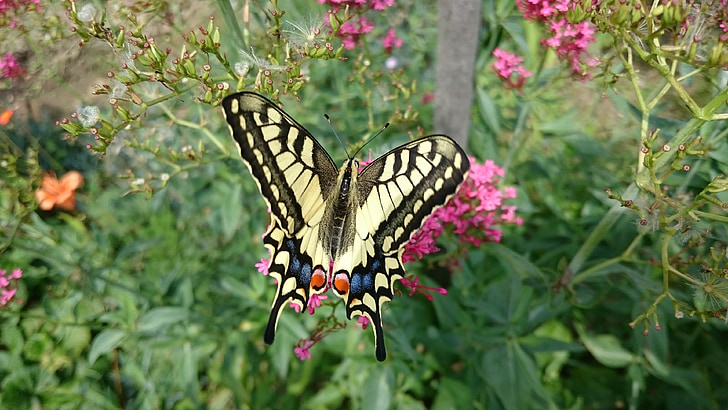 fjäril, Swallowtail, naturen, insekt, blomma, trädgård, Papilio machaon