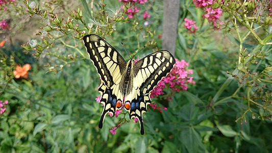 Motyl, swallowtail, Natura, owad, kwiat, ogród, Papilio machaon