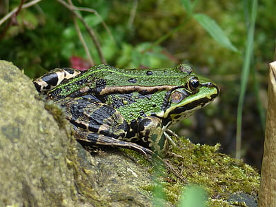frog, water frog, animal, frog pond, amphibian, nature, close