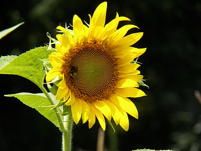 sunflower, garden spring, autumn, yellow, nature, flower, sun