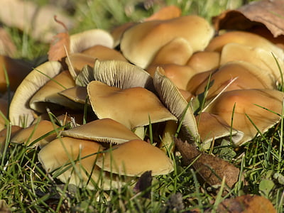 wild, mushrooms, cluster, nature, plant, toxic, meadow