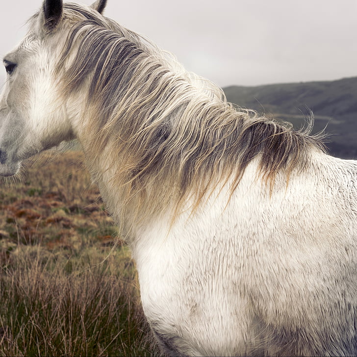 white, horse, animal, outdoor, grass, pet