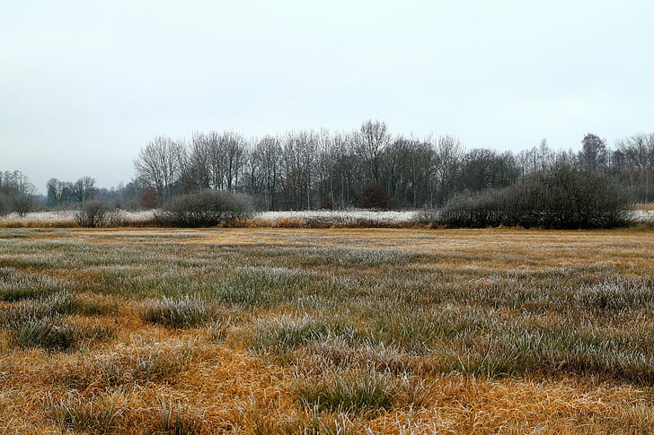 autumn, winter, frost, reed, grass, plant, wetland