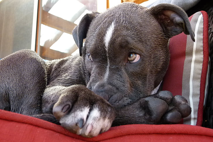 Pitbull, anjing, menonton, anjing, anjing, hewan peliharaan, berbaring
