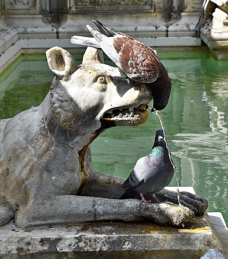 pigeons, drink, fountain, out, water, animal themes, day