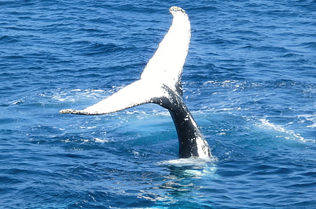 whale, tail, ocean, animal, sea, water, mammal