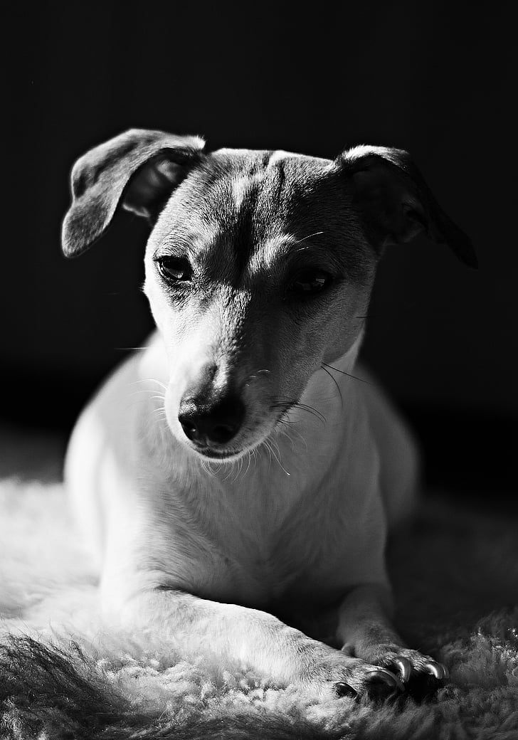câine, portret, portret de animale, Jack russell terrier, animale de companie, animale domestice, un animal