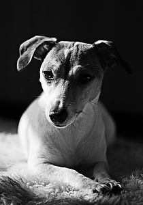 perro, Retrato, Retrato de los animales, Jack terrier russell, animales de compañía, animales domésticos, un animal