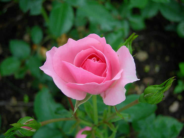 Роза, цвете, лято, Блум, естеството на, природата, Роза - цвете