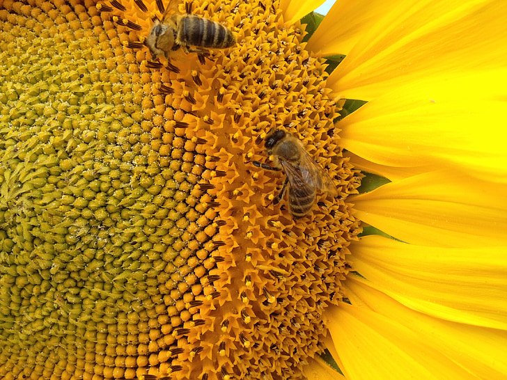 sunflower, the bees, insect, nature, bee, flora