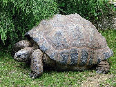kura-kura, raksasa, reptil, Shell, satwa liar, besar, kebun binatang