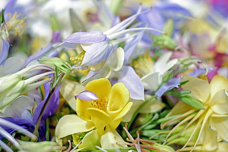 Columbine, luonnonvaraisia kukkia, Bloom, värikäs, Multi Värilliset, monivärinen, värikäs