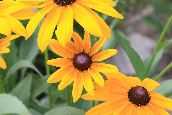 yellow, flowers, summer
