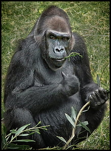 gorilla, dzīvnieku, zīdītāju, Ape, savvaļas dzīvnieki, primāts, Silverback Gorilla