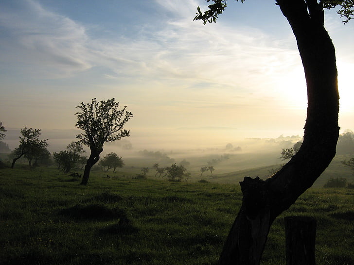 rano, mgła, nastrój, krajobraz, Natura, wczesnym rankiem, łąka