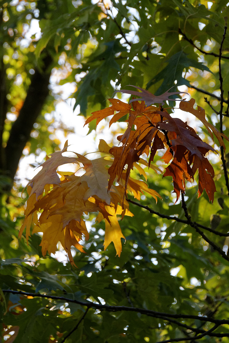 høst, blader, blad, fallet løvverk, treet, fall farge, natur