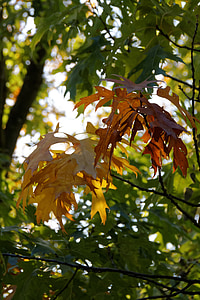 musim gugur, daun, daun, dedaunan jatuh, pohon, warna musim gugur, alam