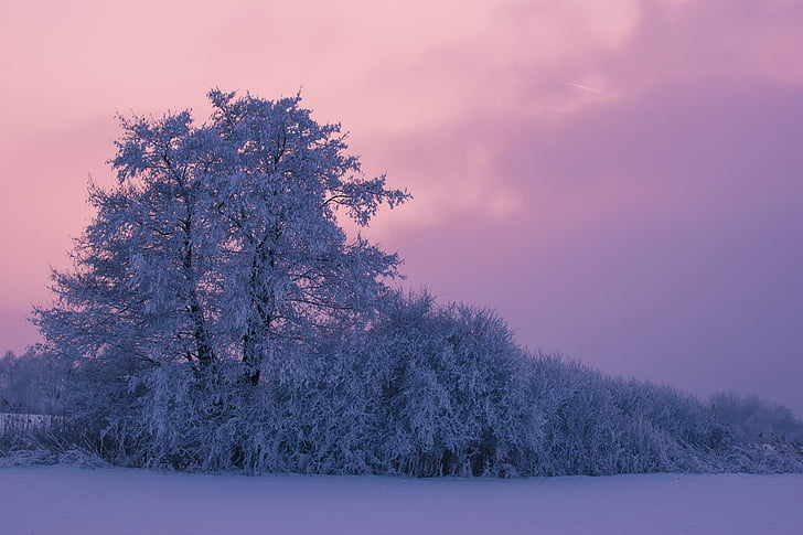 arbre, l'hivern, posta de sol, natura, el cel, temperatura freda, neu