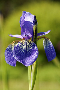 Iris, blomst, Blossom, Bloom, Luk, plante, Lily