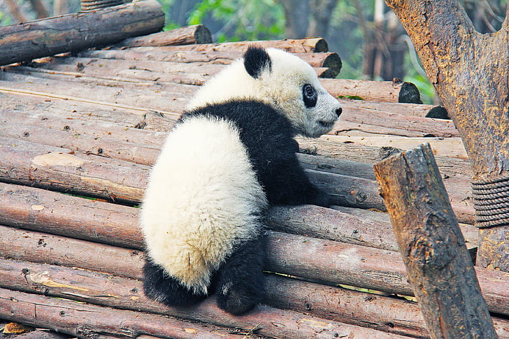noir et blanc, adorable, national animal, Panda, base de recherche, animal, ours