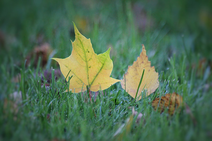 rudenį, lapija, rudeniniai lapai, rudens spalvos, spalvinga lapija, Gamta, Klevas