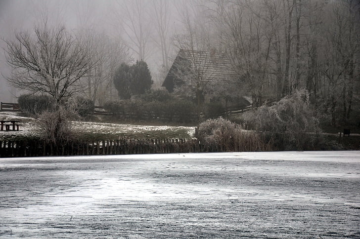 Frosty platteland, ijs, winter, mist, bevroren meer, boom, koude temperatuur