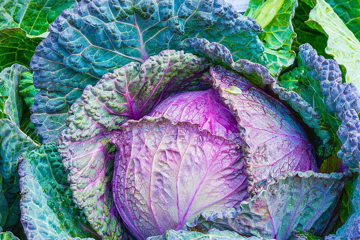 cabbage, vegetable, power, green, vegetables, healthy, food