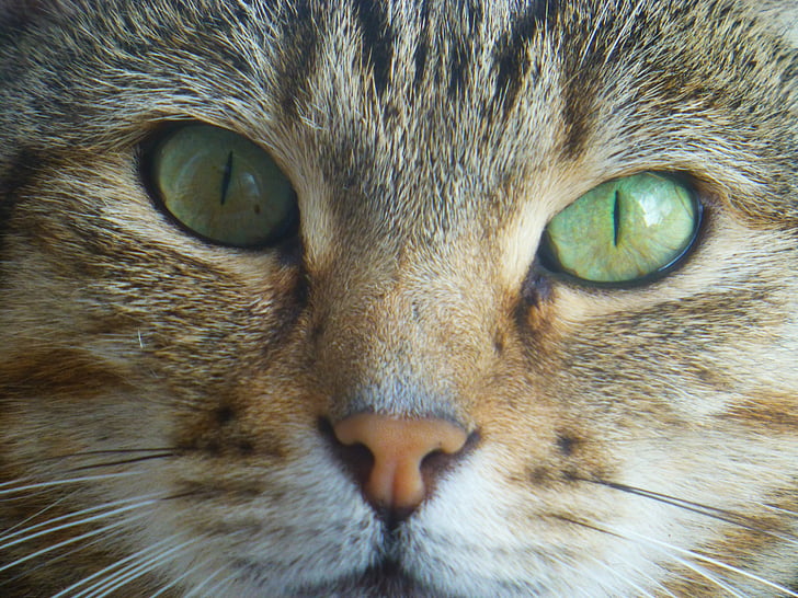kissa, kasvot, vihreä, silmät