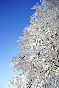 ağaç, hoarfrost, Şube, buzlu, kristal oluşumu, karlı, eiskristalle