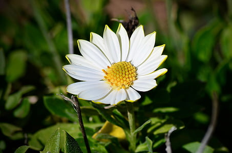 white, yellow, flower, spring, nature, green, plant