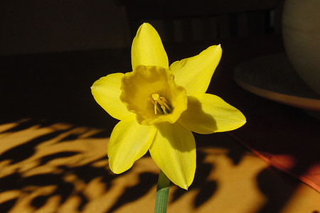 Daffodil, flor, groc, flor, flor, tancar, Narcís