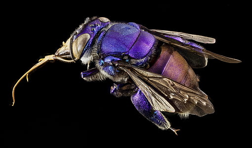 bee, orchid bee, native bee, iridescent, beauty, multi-colored, south america