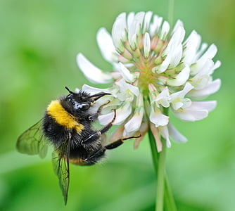 Bourdon, insekt, foder, makro, blomst, Bee, et dyr