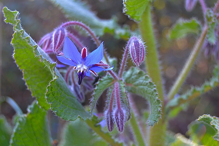 borage, purple flower, nature, spring