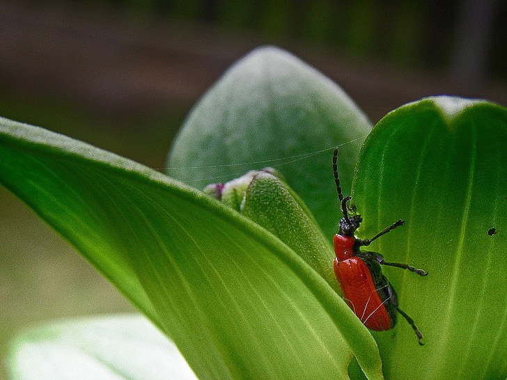 kumbang, serangga, musim semi, merah, hijau, Lilium