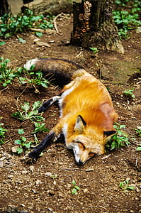 állat, Fox, alvás, alvás, cuki, természet, az emlősök