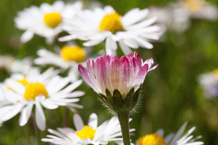 Daisy, kwiat, Bellis filozofii, Tausendschön, monatsroeserl, m p, Mała stokrotka